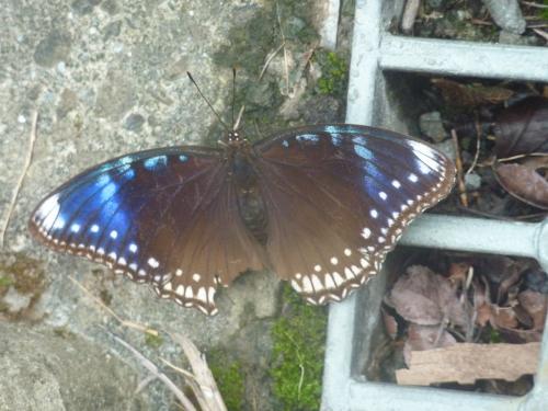 Hypolimnas bolina